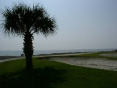 Palm tree at the Ocean - Fripp Island, SC 29920