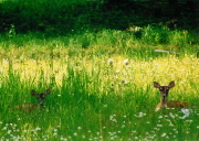 Baby Deer - Fripp Island, SC 29920