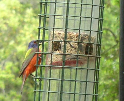 Painted Bunting - 17 Fiddlers Trace - Fripp Island, SC 29920