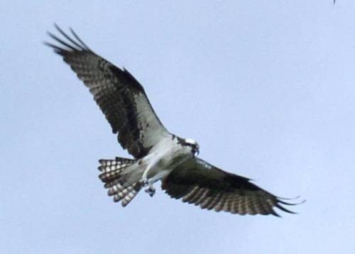 Osprey - Fripp Island, SC 29920