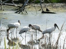 Wood Storks - Fripp Island, SC 29920