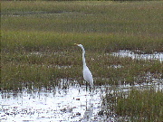 Egret in marsh